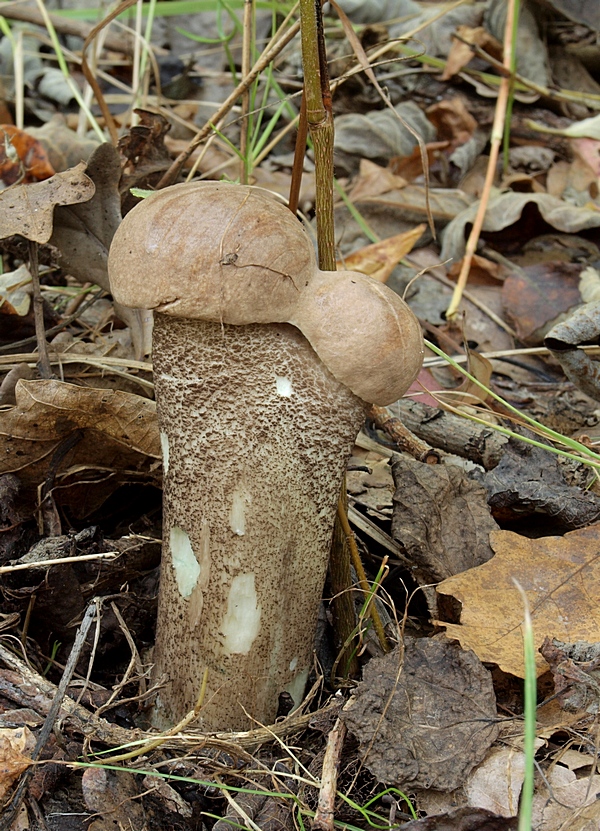 kozák topoľový Leccinum duriusculum (Schulzer ex Kalchbr.) Singer