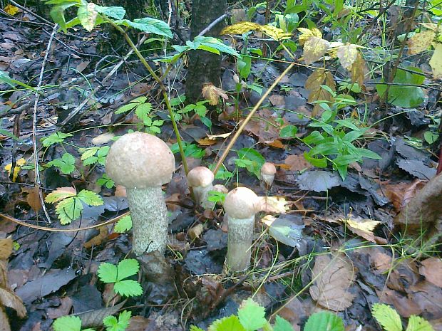 kozák topoľový Leccinum duriusculum (Schulzer ex Kalchbr.) Singer