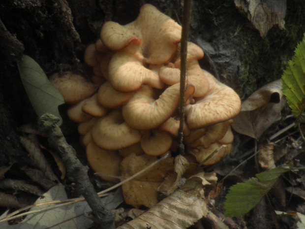 húževnatček ulitovitý Lentinellus cochleatus (Pers.) P. Karst.