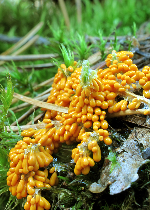 leskloplodka krehká Leocarpus fragilis (Dicks.) Rostaf.