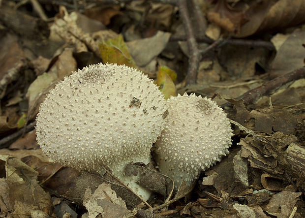 prášnica bradavičnatá Lycoperdon perlatum Pers.