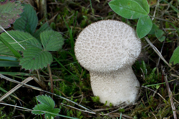 prášnica huňatá Lycoperdon umbrinum Hornem.