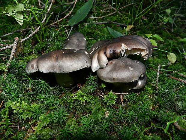 strmulec nakopený Lyophyllum decastes (Fr.) Singer