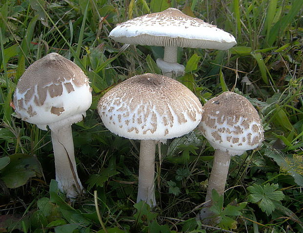 bedľa štíhla Macrolepiota mastoidea (Fr.) Singer