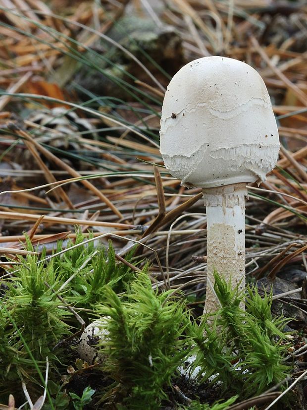 bedľa Macrolepiota sp.