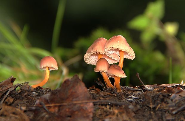 prilbička žltohlúbiková Mycena renati Quél.