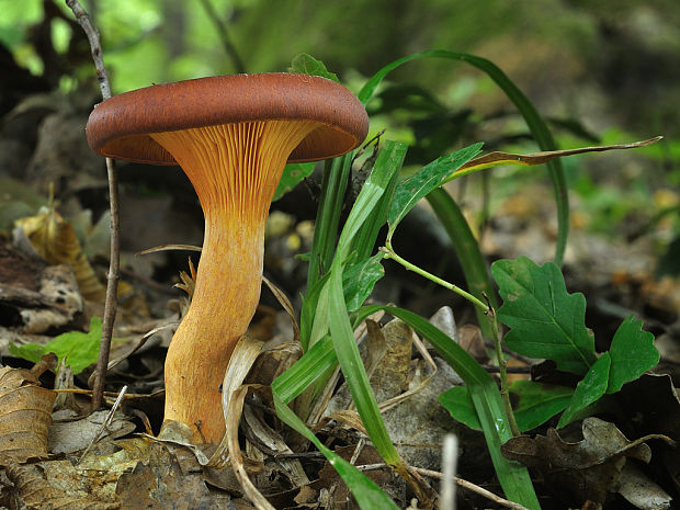 kališník hnedooranžový Omphalotus olearius (DC.) Singer