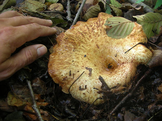 čechračka jelšová Paxillus rubicundulus  P.D. Orton