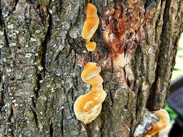 ohňovec slivkový Phellinus pomaceus (Pers.) Maire