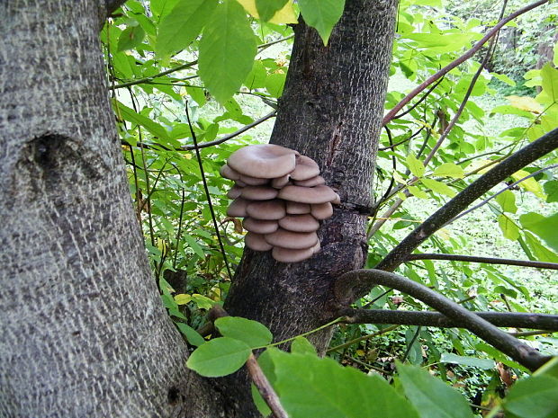 hliva ustricovitá Pleurotus ostreatus (Jacq.) P. Kumm.