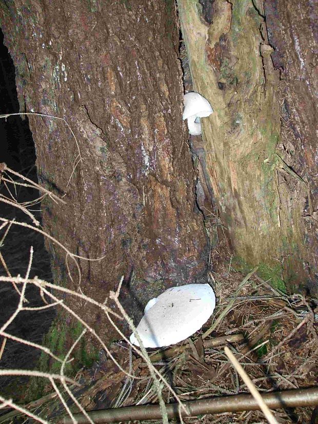 hliva buková Pleurotus pulmonarius (Fr.) Quél.