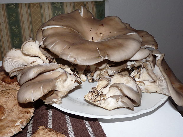 hliva Pleurotus sp.