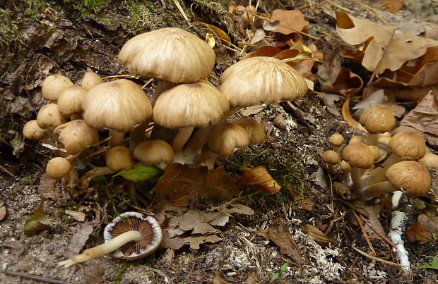 drobuľka Psathyrella sp.