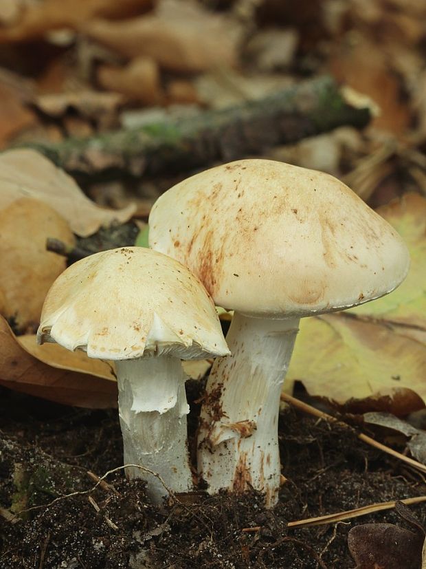 peniazovka škvrnitá Rhodocollybia maculata (Alb. & Schwein.) Singer