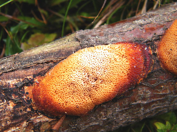 pórnatec krvavý Rigidoporus sanguinolentus (Alb. & Schwein.) Donk