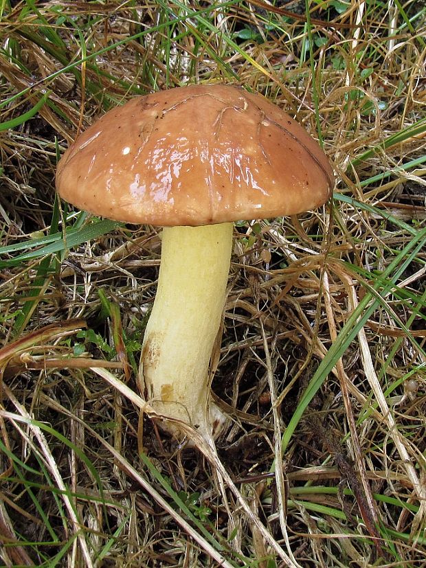 masliak zrnitý Suillus granulatus (L.) Roussel