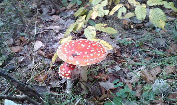 muchotrávka červená Amanita muscaria (L.) Lam.