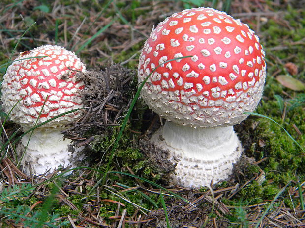 muchotrávka červená Amanita muscaria (L.) Lam.