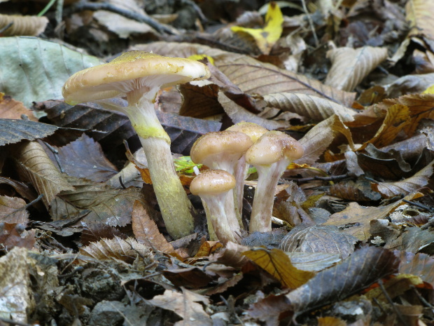 podpňovka žltá Armillaria gallica Marxm. & Romagn.