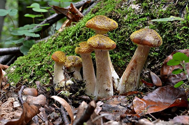 podpňovka obyčajná Armillaria mellea (Vahl) P. Kumm.