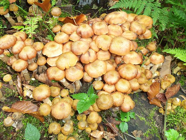 podpňovka Armillaria sp.