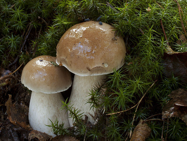 hríb smrekový Boletus edulis Bull.