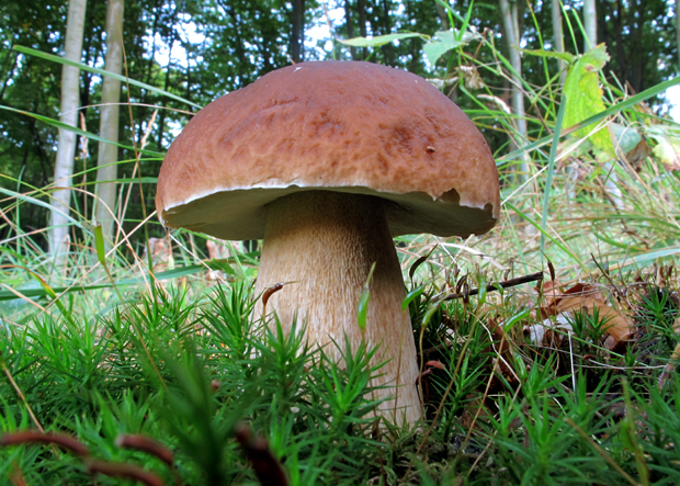 hríb smrekový Boletus edulis Bull.