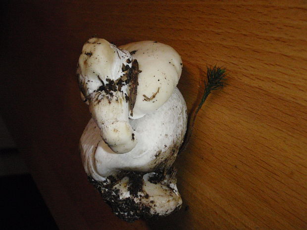 hríb smrekový Boletus edulis Bull.