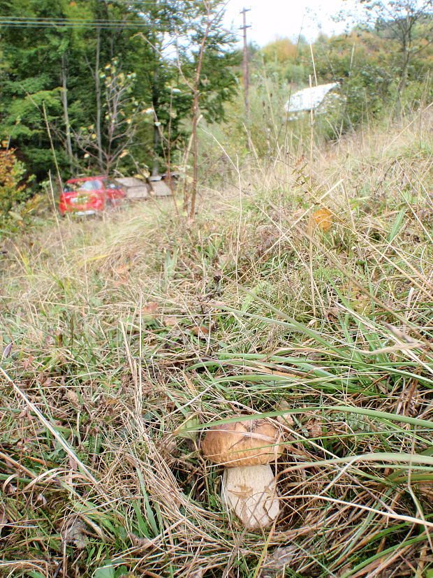 hríb smrekový Boletus edulis Bull.