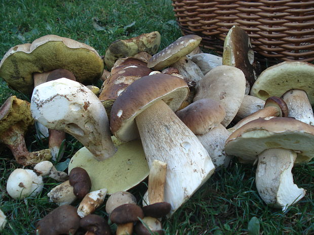 hríb smrekový Boletus edulis Bull.