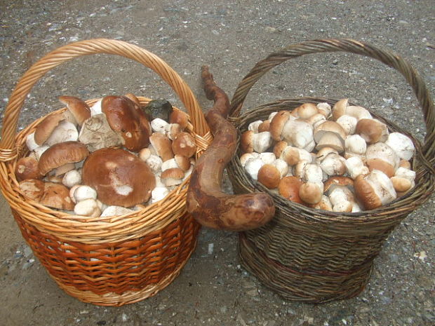 hríb smrekový Boletus edulis Bull.