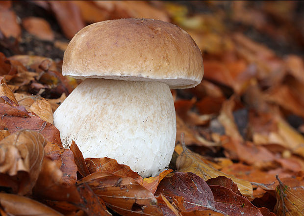 hríb smrekový Boletus edulis Bull.