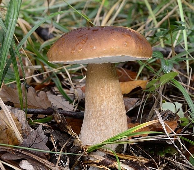 hríb smrekový Boletus edulis Bull.