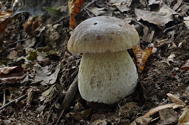 hríb smrekový Boletus edulis Bull.