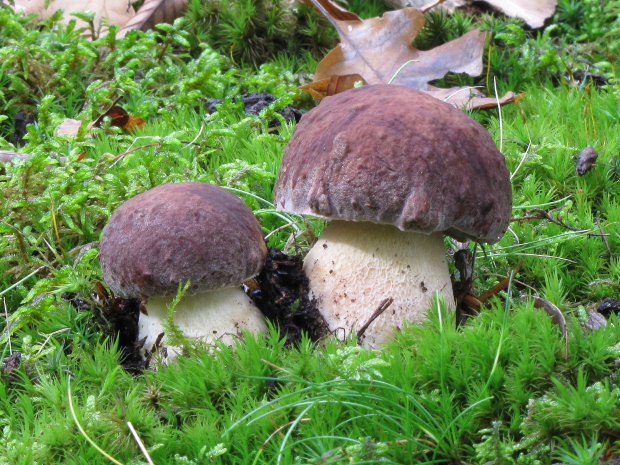 hríb sosnový Boletus pinophilus Pil. et Dermek in Pil.