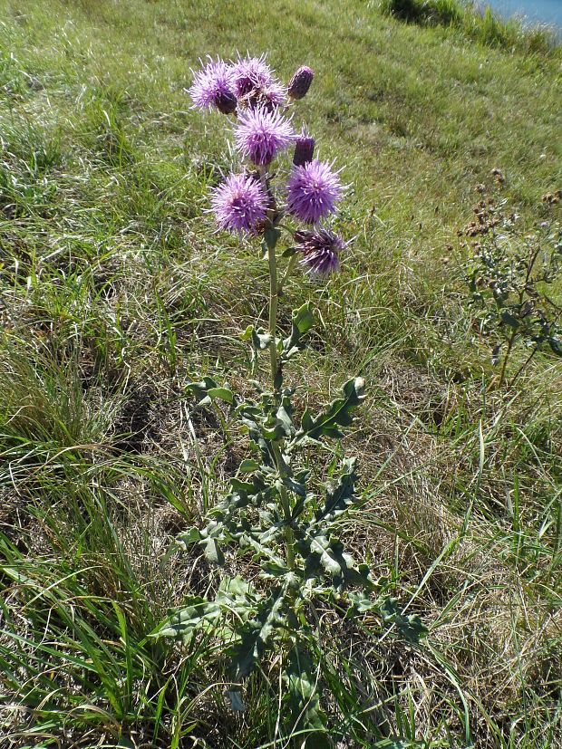 pichliač roľný Cirsium arvense (L.) Scop.