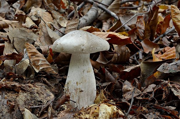 strmuľka inovaťová Clitocybe nebularis (Batsch) P. Kumm.