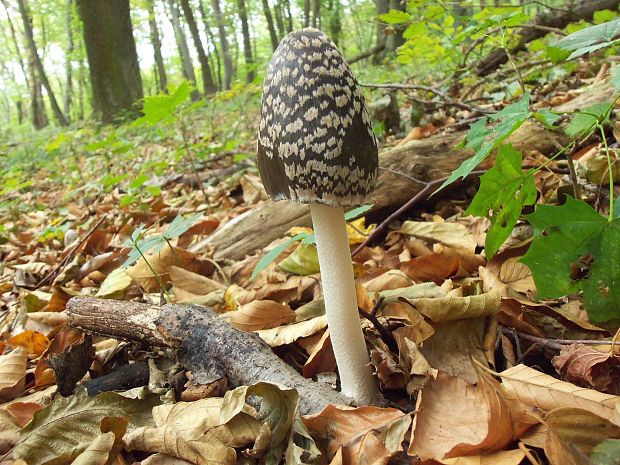 hnojník strakatý Coprinopsis picacea (Bull.) Redhead, Vilgalys & Moncalvo