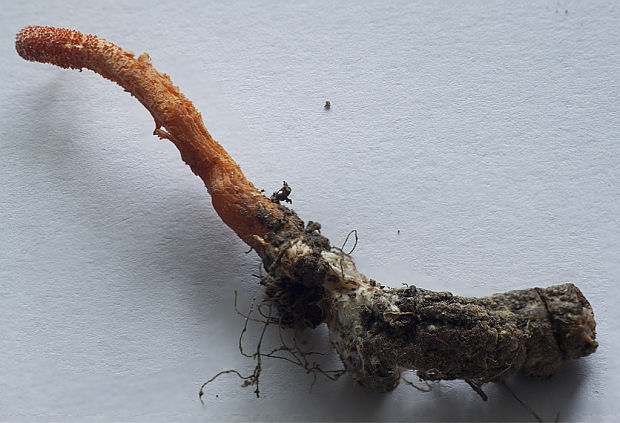 žezlovka hmyzová Cordyceps militaris (Fr.) Link