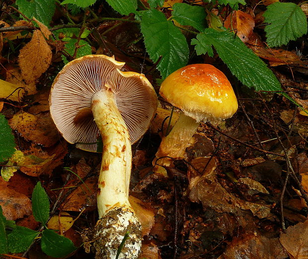 pavučinovec mazľavý Cortinarius trivialis J.E. Lange