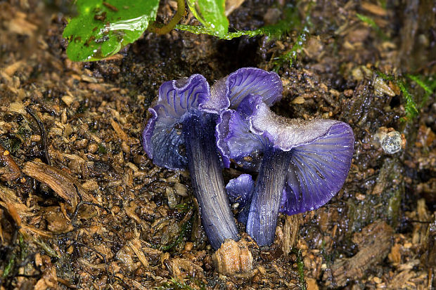 hodvábnica fialovomodrá Entoloma euchroum (Pers.) Donk