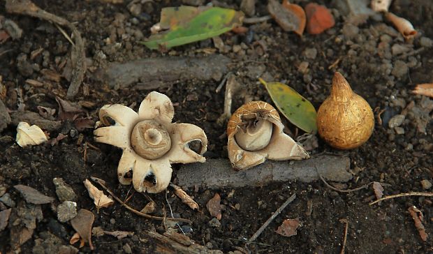 hviezdovka fľaškovitá Geastrum lageniforme Vittad.