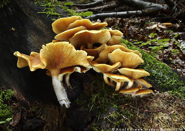 šupinovec nevoňavý Gymnopilus penetrans (Fr.) Murrill