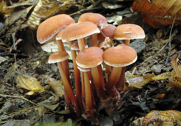 peniazovka červenohlúbiková Gymnopus erythropus (Pers.) Antonín, Halling & Noordel.