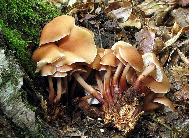 peniazovka červenohlúbiková Gymnopus erythropus (Pers.) Antonín, Halling & Noordel.