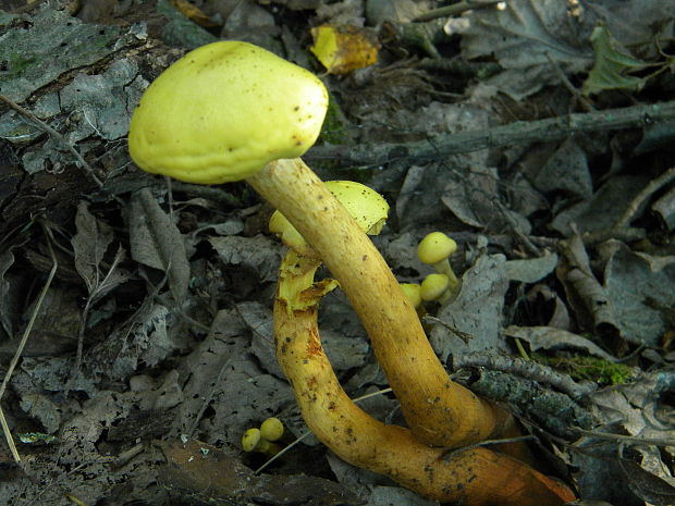 strapcovka zväzkovitá Hypholoma fasciculare (Huds.) P. Kumm.