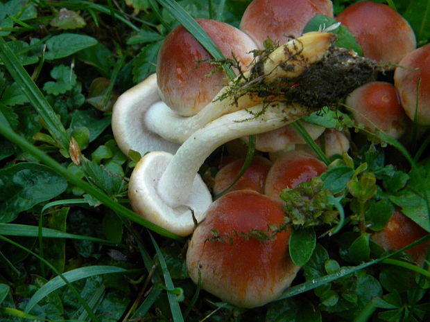 strapcovka tehlovočervená Hypholoma lateritium (Schaeff.) P. Kumm.