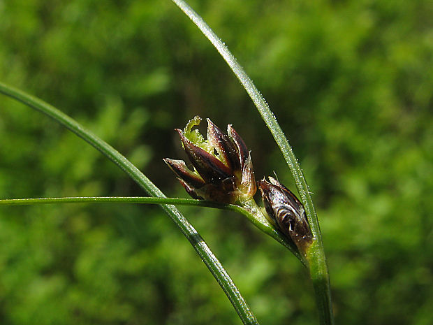 sitina trojzárezová/sítina trojklaná Juncus trifidus L.