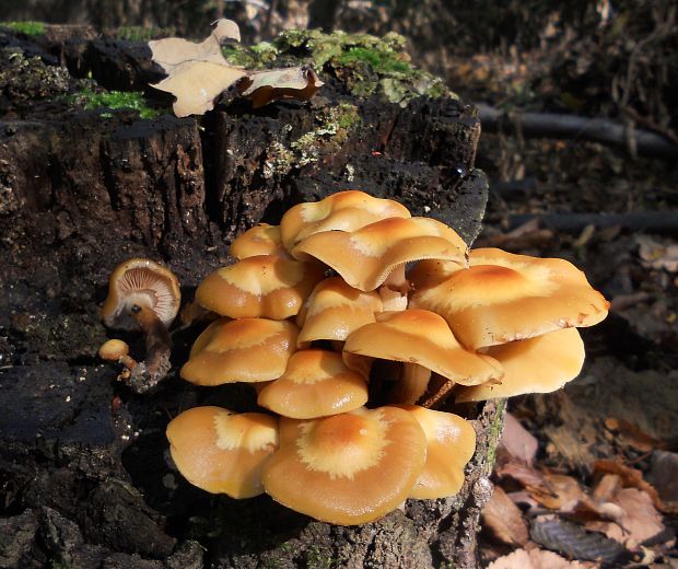 šupinačka menlivá  Kuehneromyces mutabilis (Schaeff.) Singer & A.H. Sm.