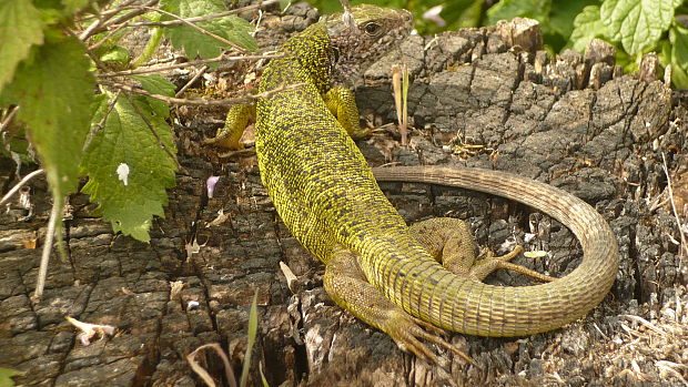 jasterka Lacerta viridis